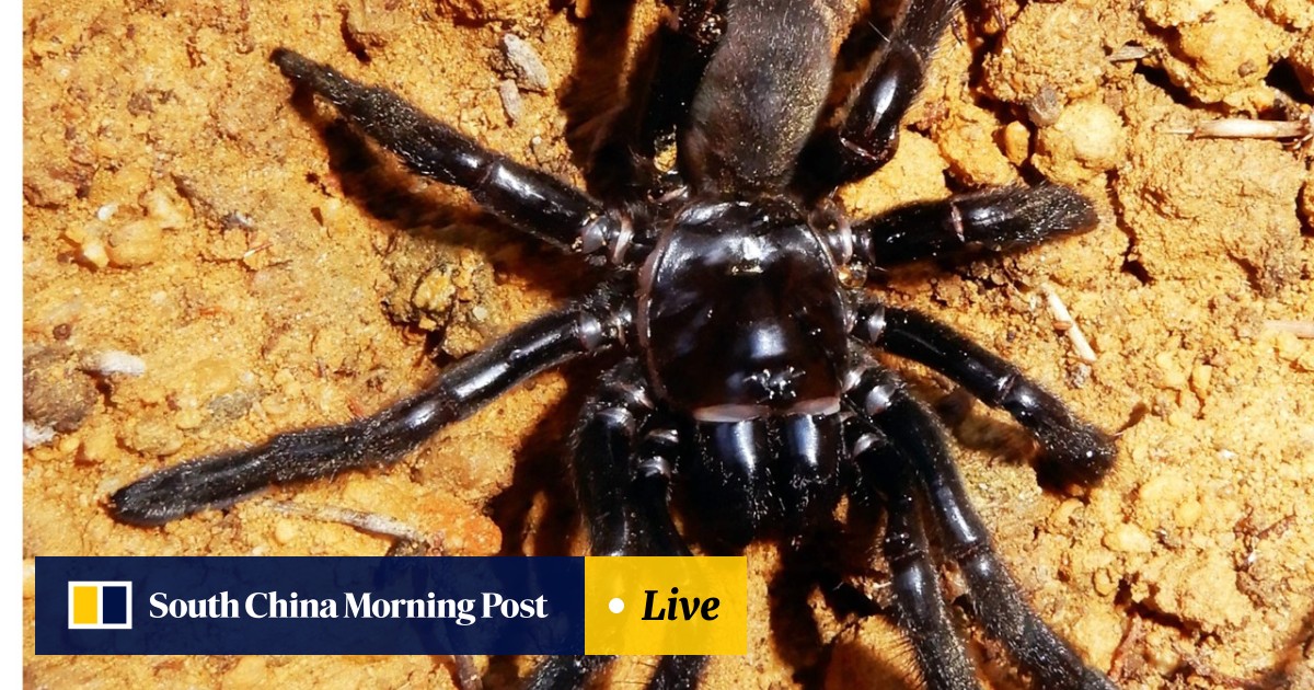 World's oldest known spider Number 16 dies at 43 after being stung