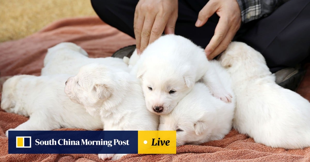 Pungsan puppies store