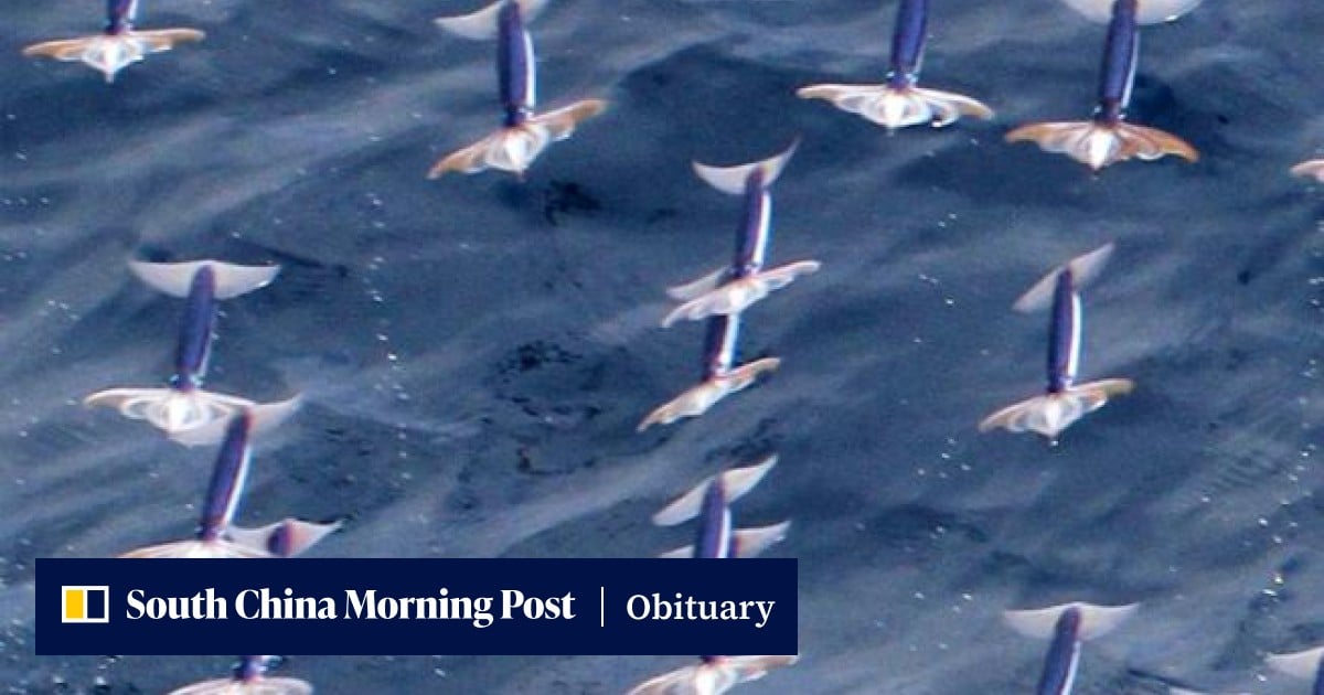 Scientists Document 100 Neon Squids Gliding 30 M Above Ocean