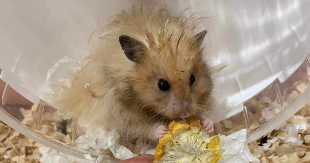 unwanted hamster pets at home