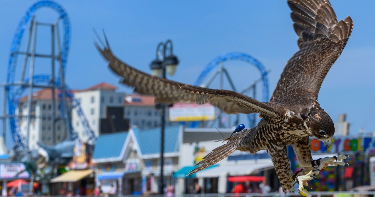 The Us Seaside Resort That Relies On Hawks To Ward Off