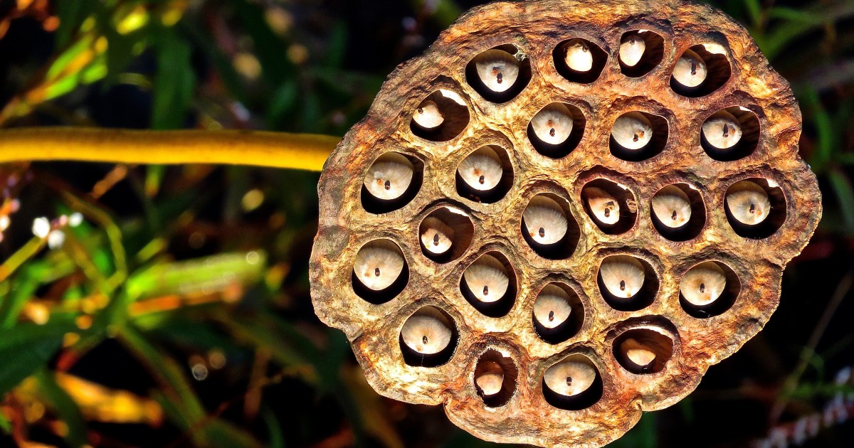 Lotus Seeds And Fox Nuts Superfoods Used In Ayurveda And Tcm Why They Are Good For You And How To Eat Them Three Recipes South China Morning Post Fox nuts are the popped seeds of the lotus plant. lotus seeds and fox nuts superfoods