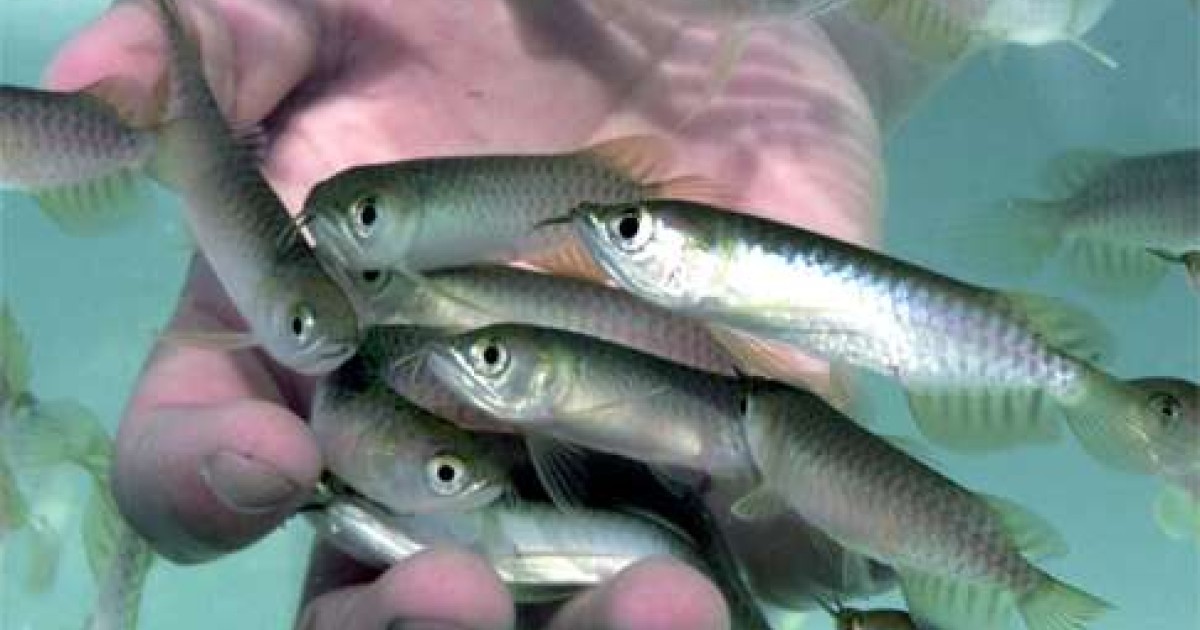 Book review enter the dragon fish the world s most coveted
