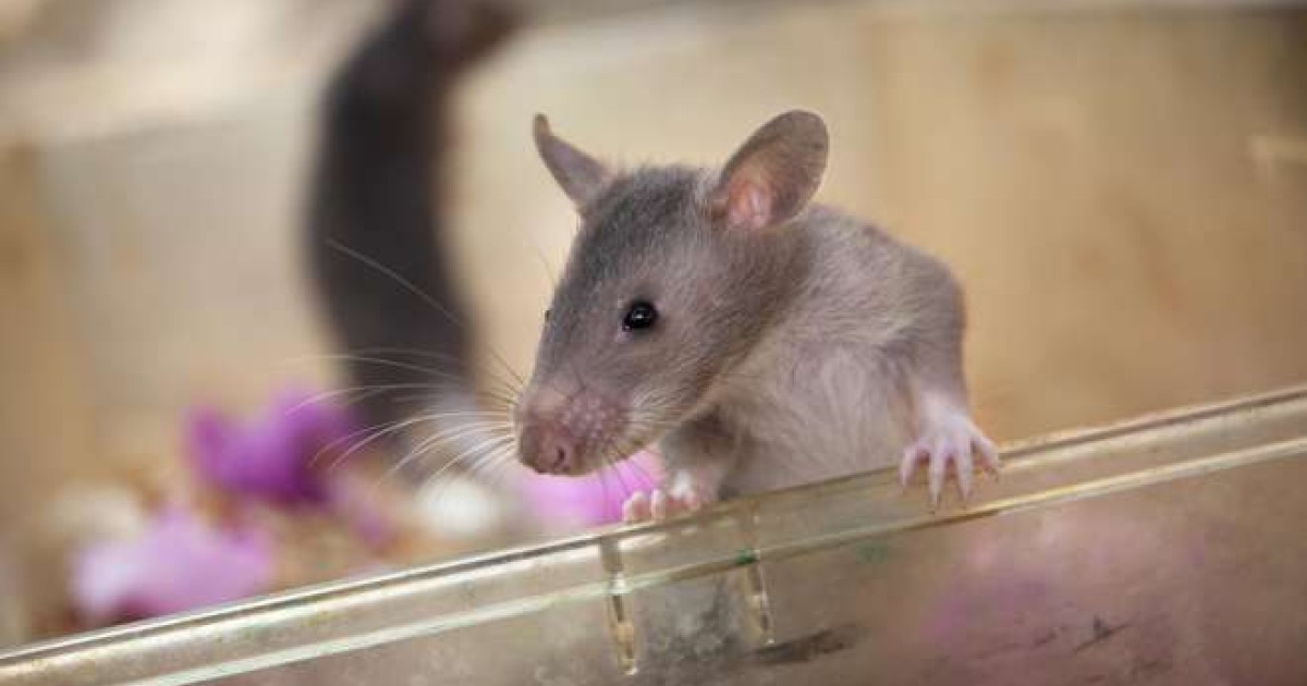 Rodents beware: Jakarta offers cash reward for live rats in vermin  clampdown