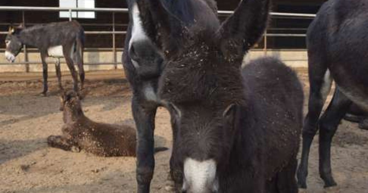 2点まとめ goodenough donkey shantii chino Chinese health fad that's decimating donkey populations worldwide