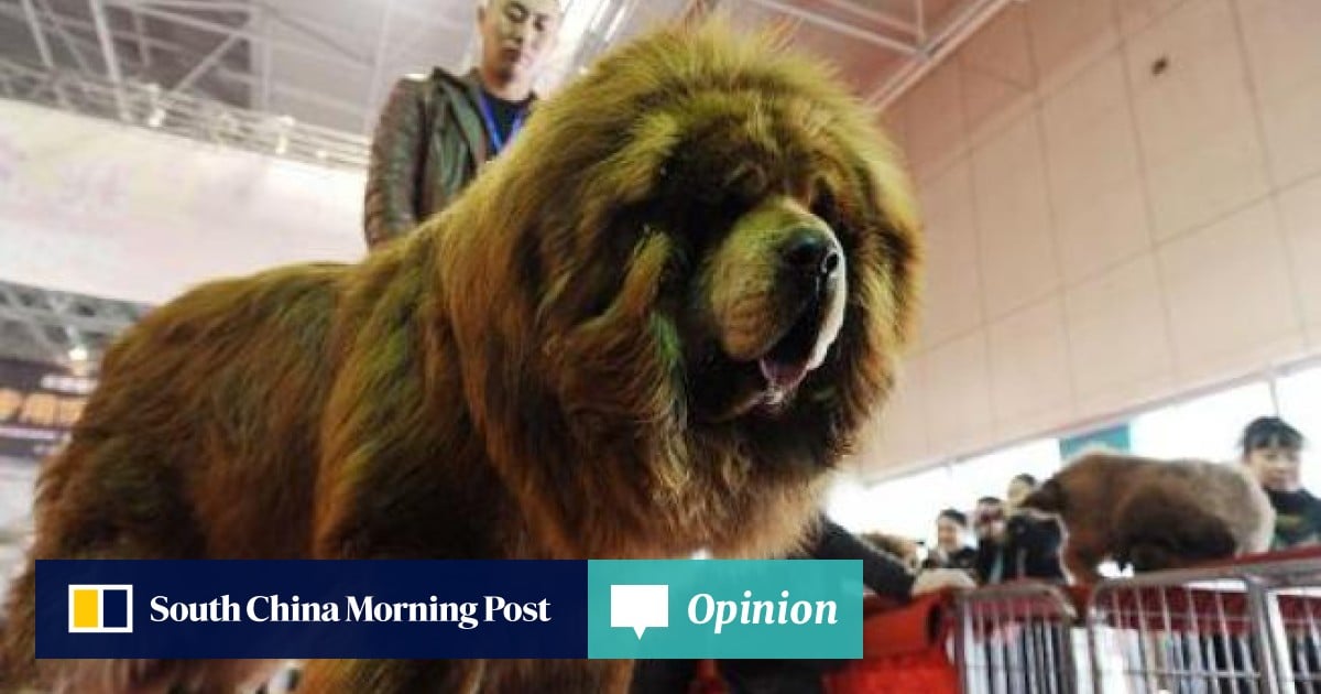 Online users shocked at cruel plight of abandoned dogs | South