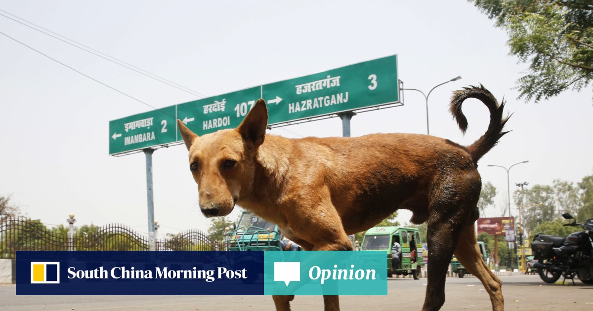 My Take | Why dogs shouldn’t live longer than they do now | South China