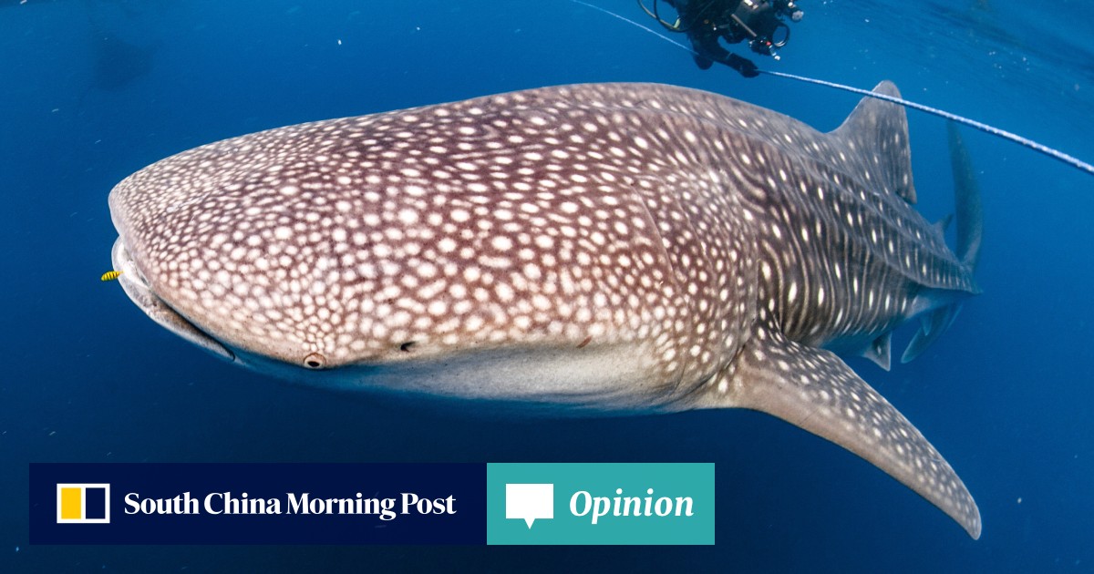 Opinion | Whale shark’s size led to its name, although it’s a fish; in