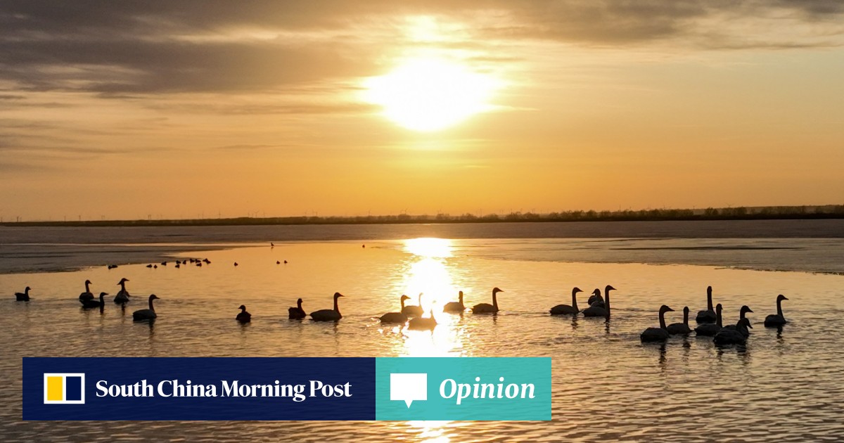 Opinion | How Asia’s development push is driving migratory birds to extinction