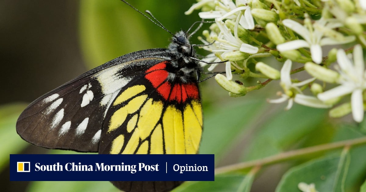 Concern Insect Outside In | Why the insect apocalypse should concern us all | South ...