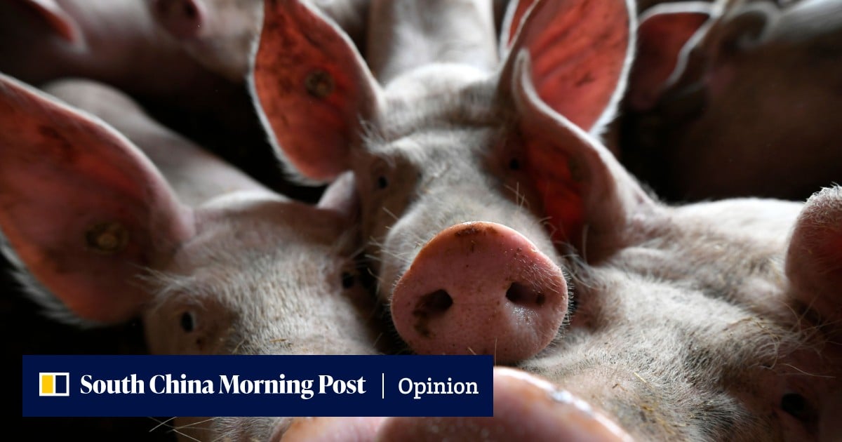 Porcinity Rising China Briefing | Why soaring pork prices are a touchy problem for China ...
