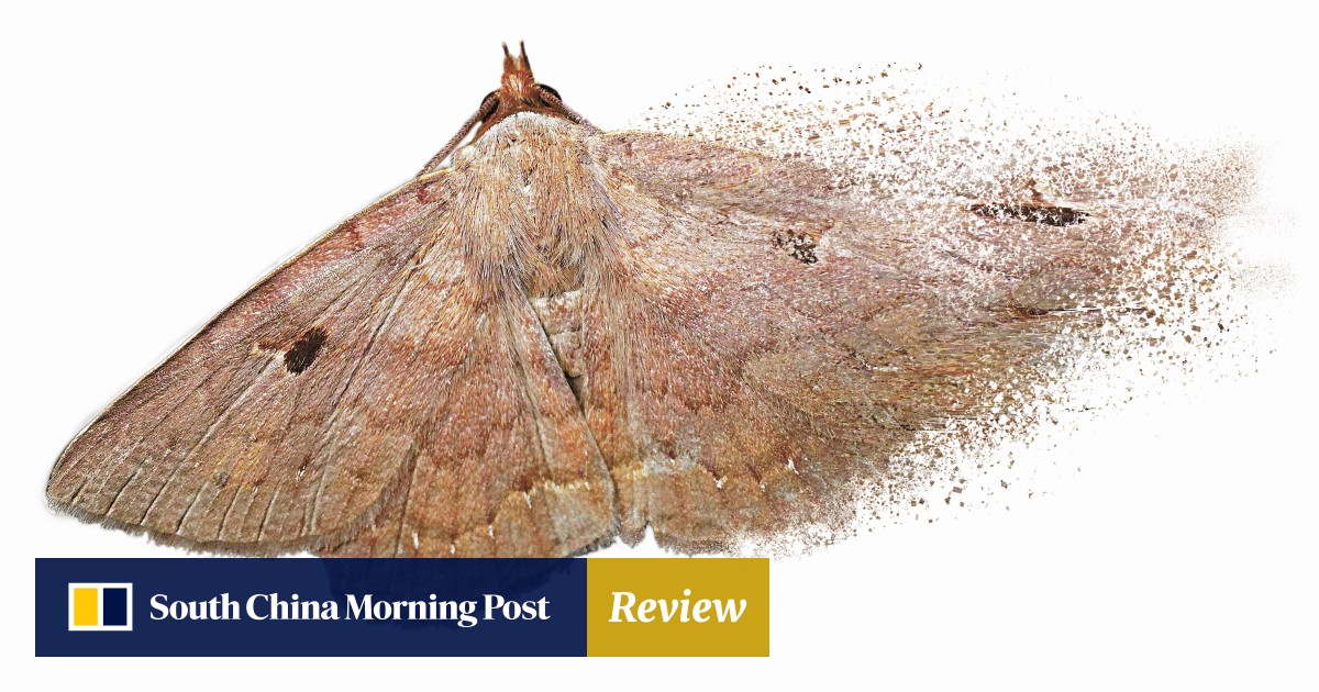 The Insect Apocalypse Is Coming Hong Kong Moth Study Shows The Threats And Complexities South China Morning Post