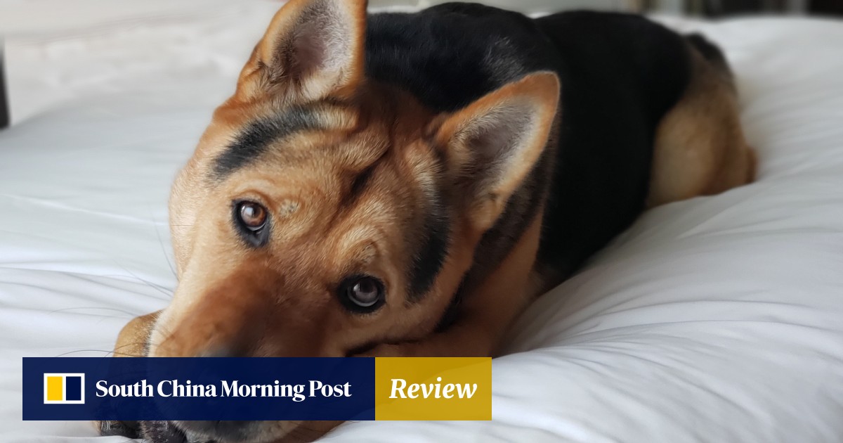 Should staycations include pets? We review the W Hong Kong’s new animal ...