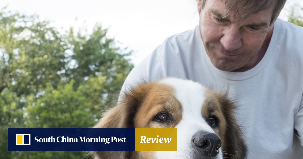 Film review A Dog’s Purpose canine soul poses existential questions