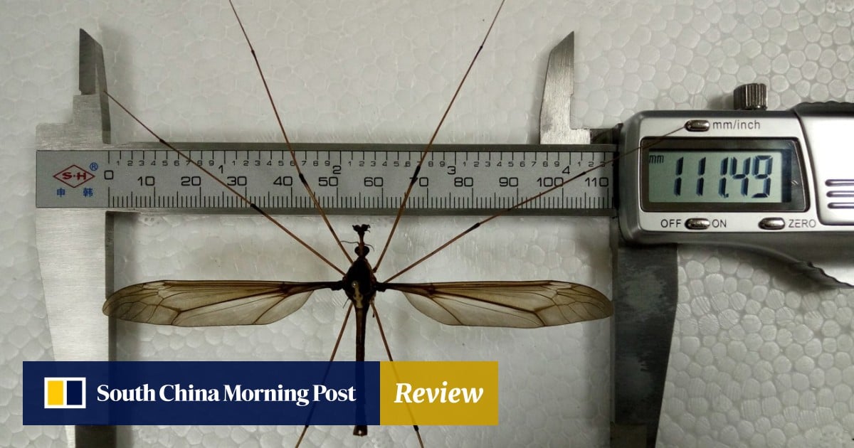 Biggest Mosquito In The World biggest-mosquito-in-the-world