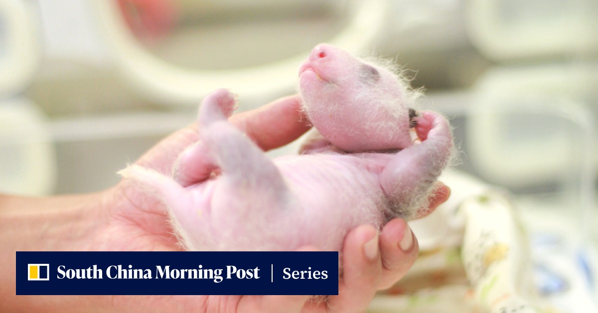 Panda Watch: tracking the growth of Hong Kong’s baby panda twins ...
