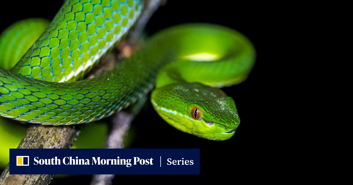 Gallery Detail: Year Of The Snake 2025 Predictions Facts Myths And Feng