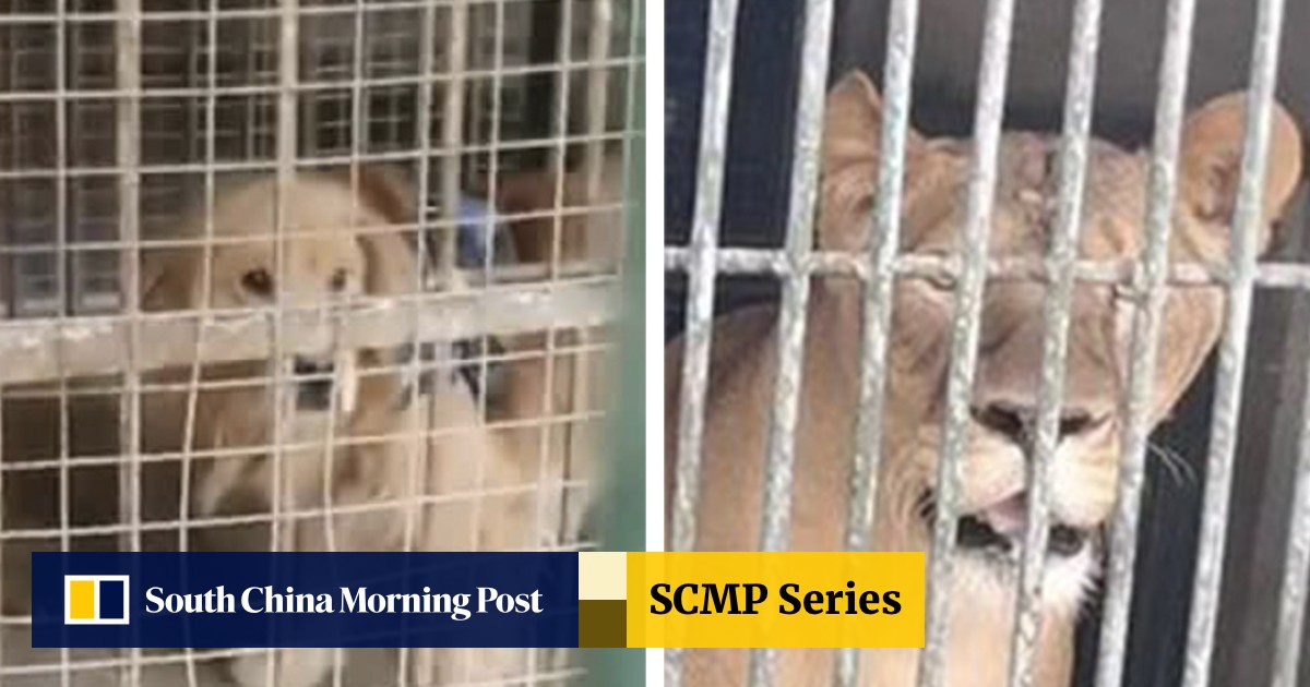 Chinese Zoo Embarrassed After Attempting To Pass Off Golden Retriever Dog As An African Lion South China Morning Post