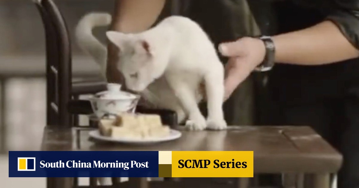 Chinese cheap eat cats