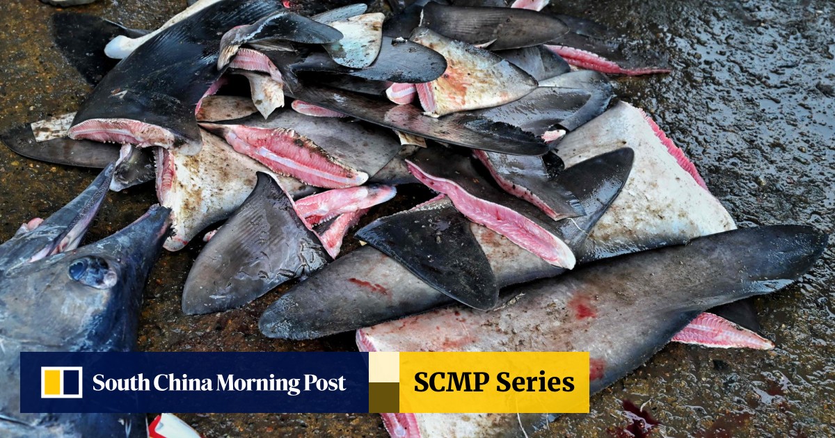 Q&A with Indonesian crew abused on Chinese shark-finning boat - South  Africa Today