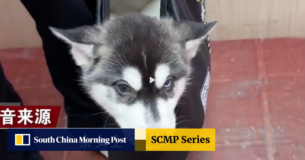 Chinese store husky puppies
