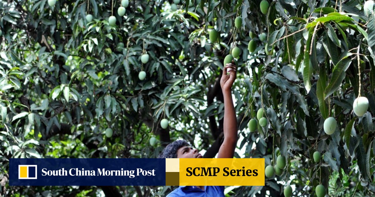 Why Mangoes Are The King Of Fruits In India And Form An Intrinsic Part Of Country S Culture South China Morning Post Starting from prevention to serious illnesses. why mangoes are the king of fruits in