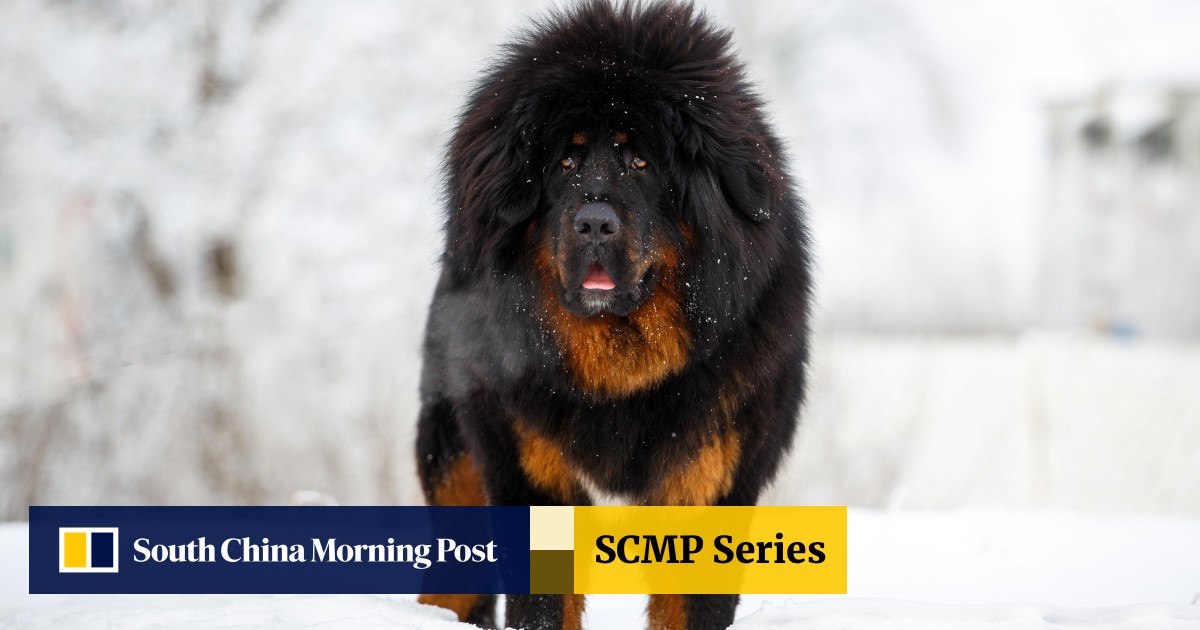 Tibetan Mastiff Dogs Ravaging Wildlife Mauling People And Spreading Disease In China After Collapse Of Pet Market South China Morning Post Weighing over 200 pounds, this breed of canine is believed to have 'lion's blood,' and were earlier used for hunting in central asia and tibet. tibetan mastiff dogs ravaging wildlife