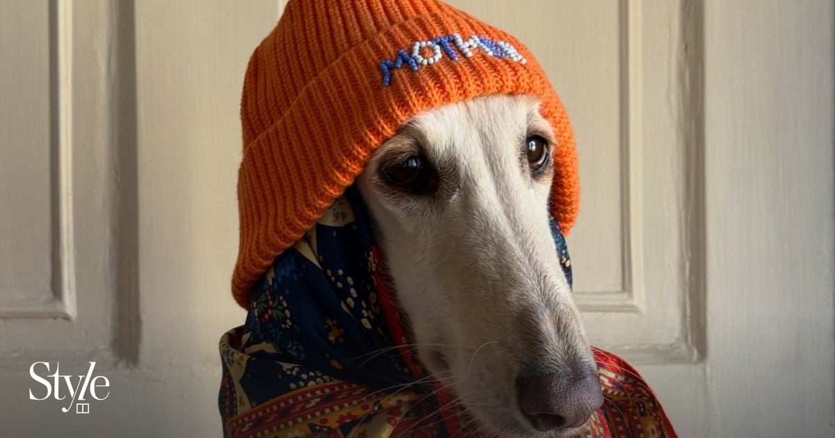 Meet Samantha, Edinburgh’s Afghan hound supermodel and Instagram celebrity