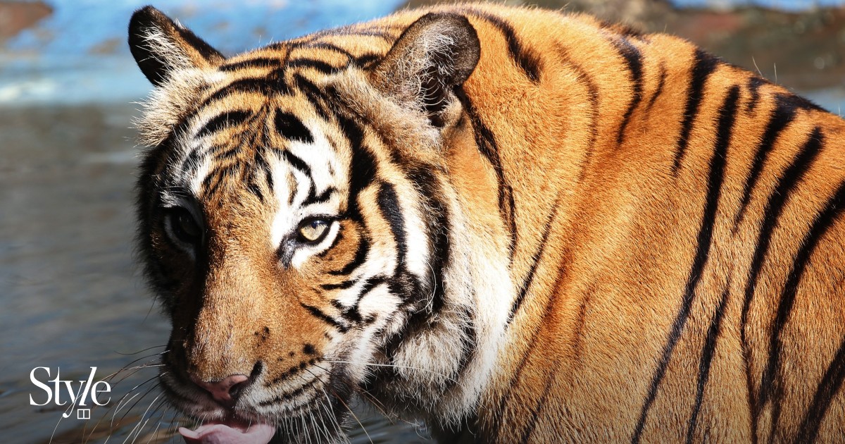 How Belmond’s luxury ‘Tiger Express’ train journey could save big cats ...