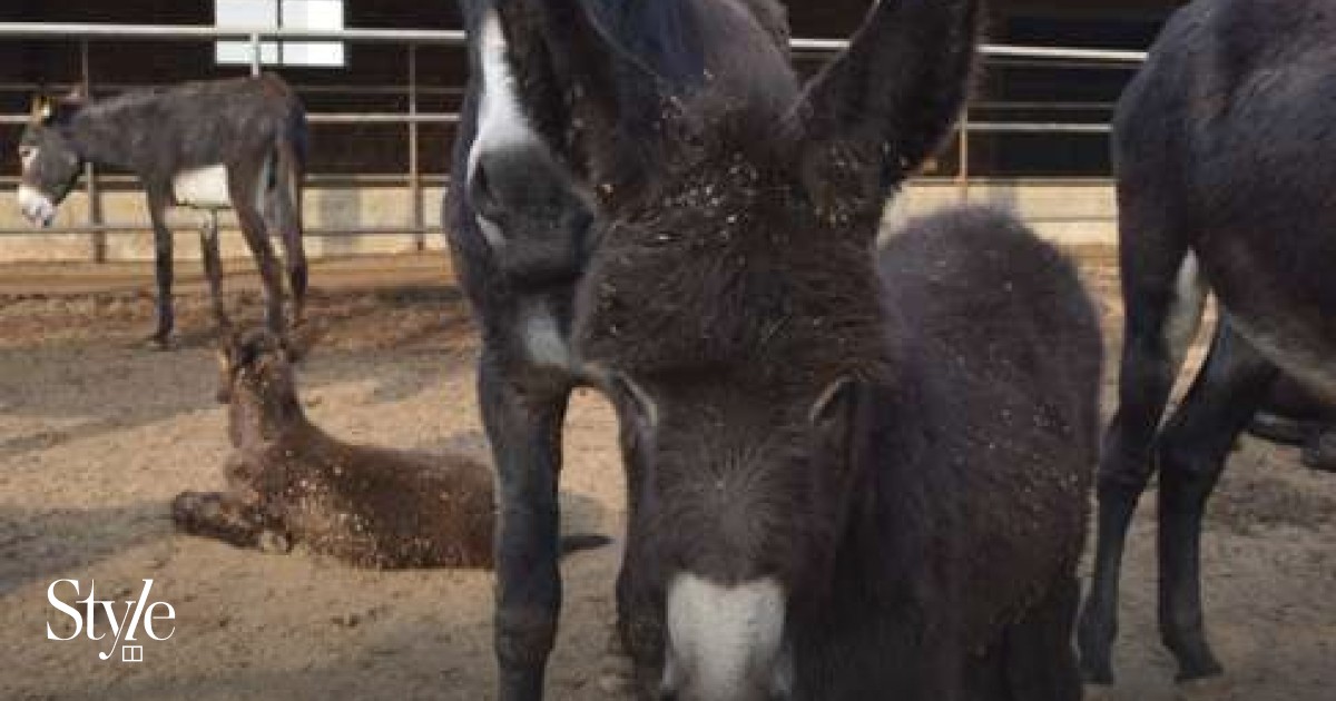 Chinese health fad that's decimating donkey populations