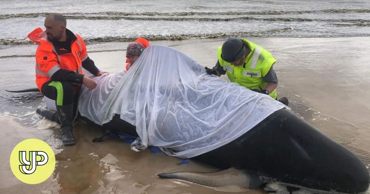 Explainer: Why do whales beach themselves? It's an enduring mystery