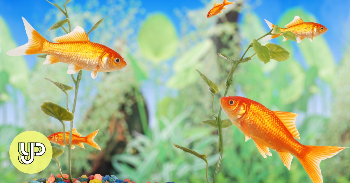 Is my pet fish happy? 6 things they do and what they mean - YP | South China Morning Post