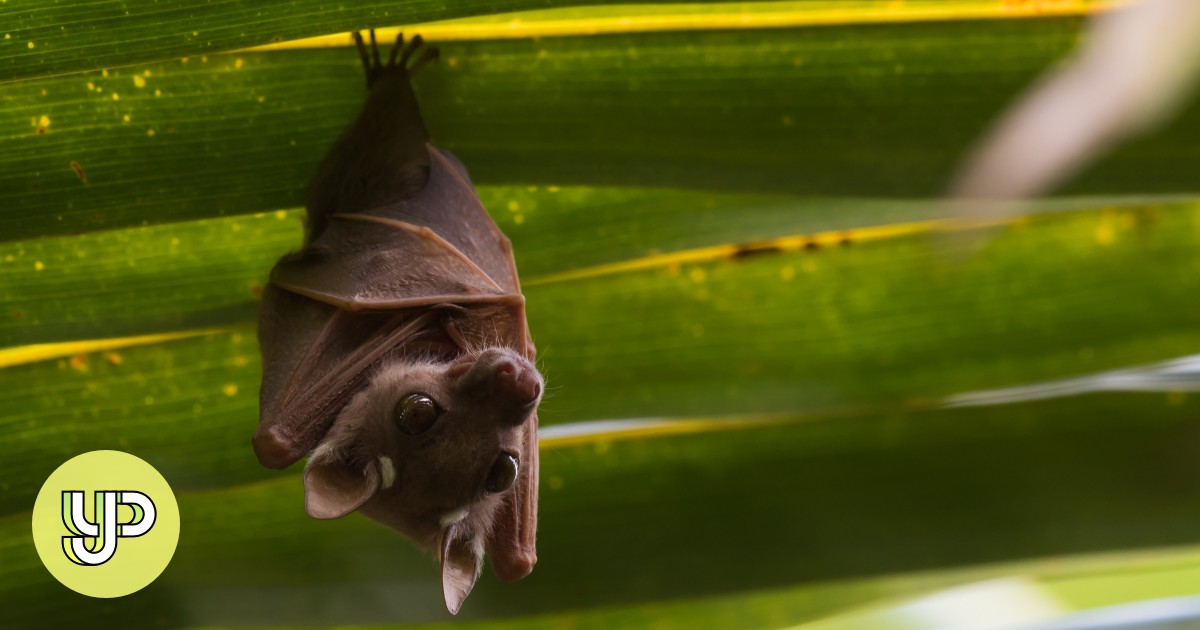 Some baby bats babble like human infants, scientists find - Vimarsana News