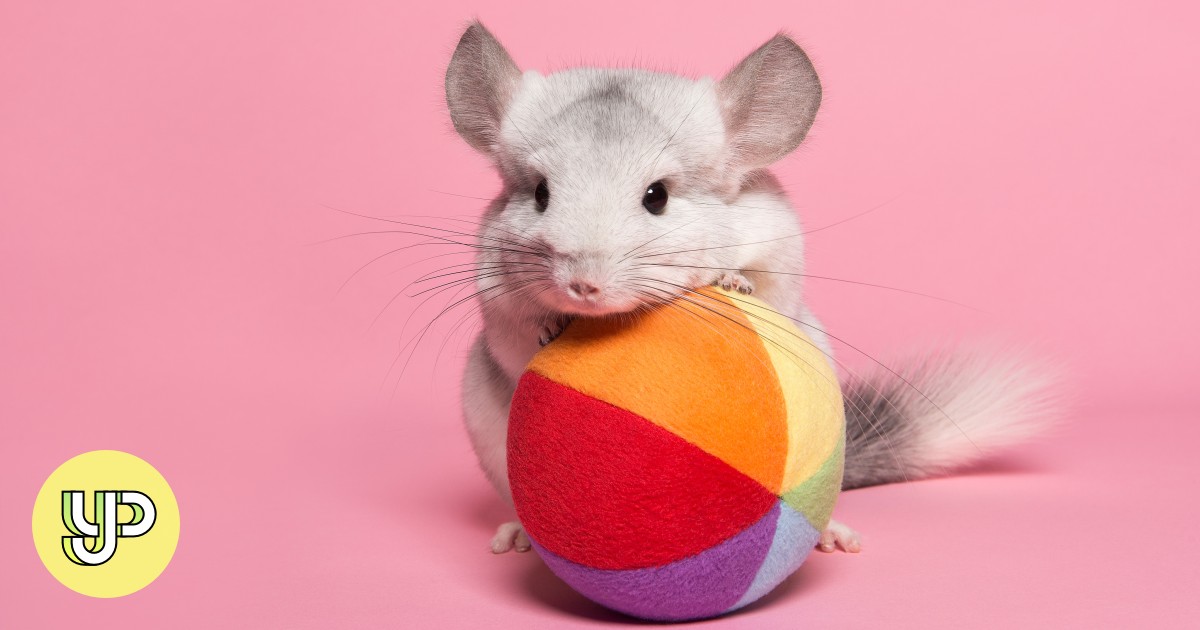 What’s your pet chinchilla saying? From barking to squeaking, here are