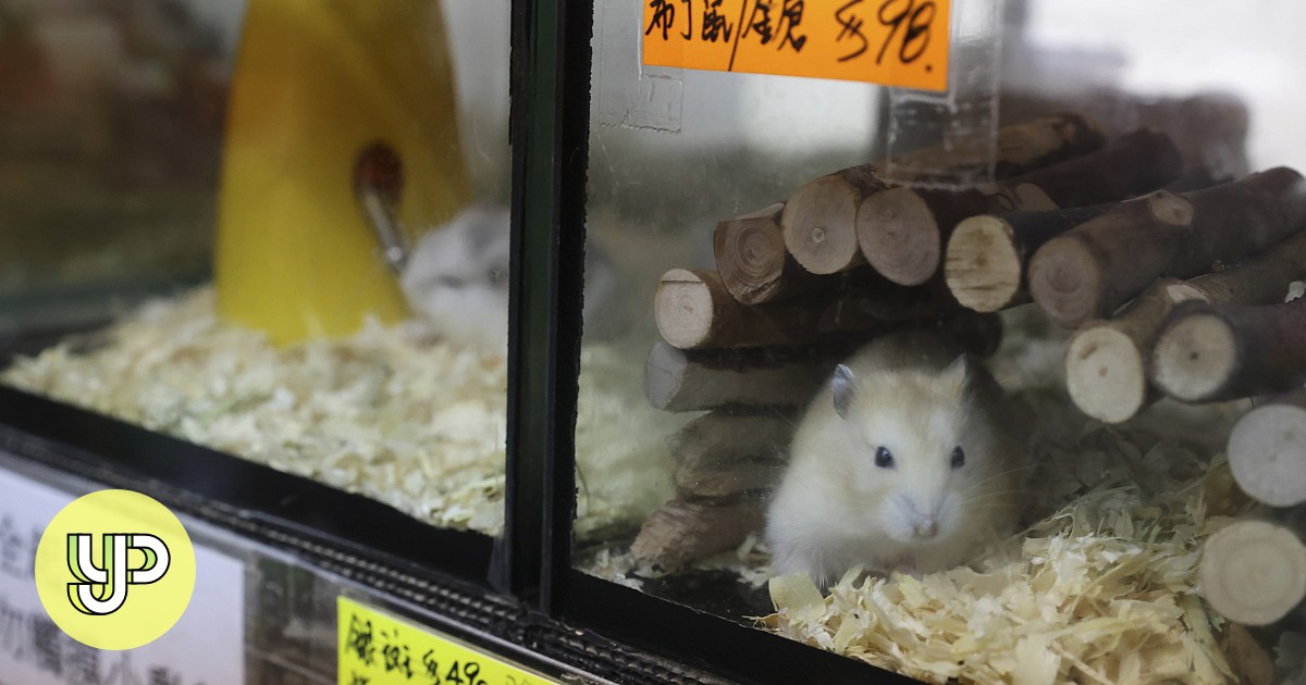 Hong Kong pet shop owners cry foul over Covid19 hamster cull, say shop