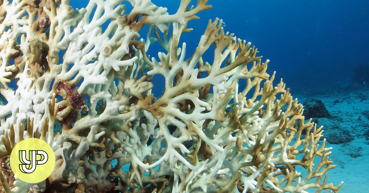 Corals doomed even if global climate goals met, according to study YP