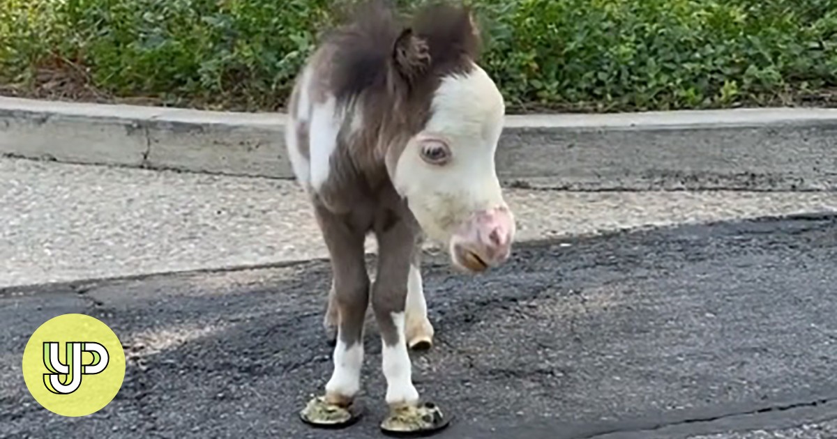 Late TikTok star, Peabody, continues to inspire and promote message