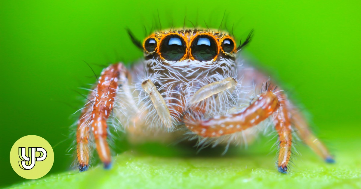 Jumping spider becomes 50,000th species added to World ...