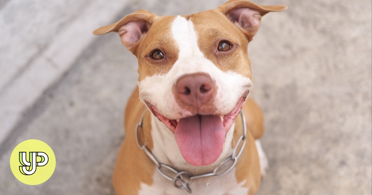 Contrary to popular belief, a dog's breed won't predict behaviour - YP - Vimarsana News