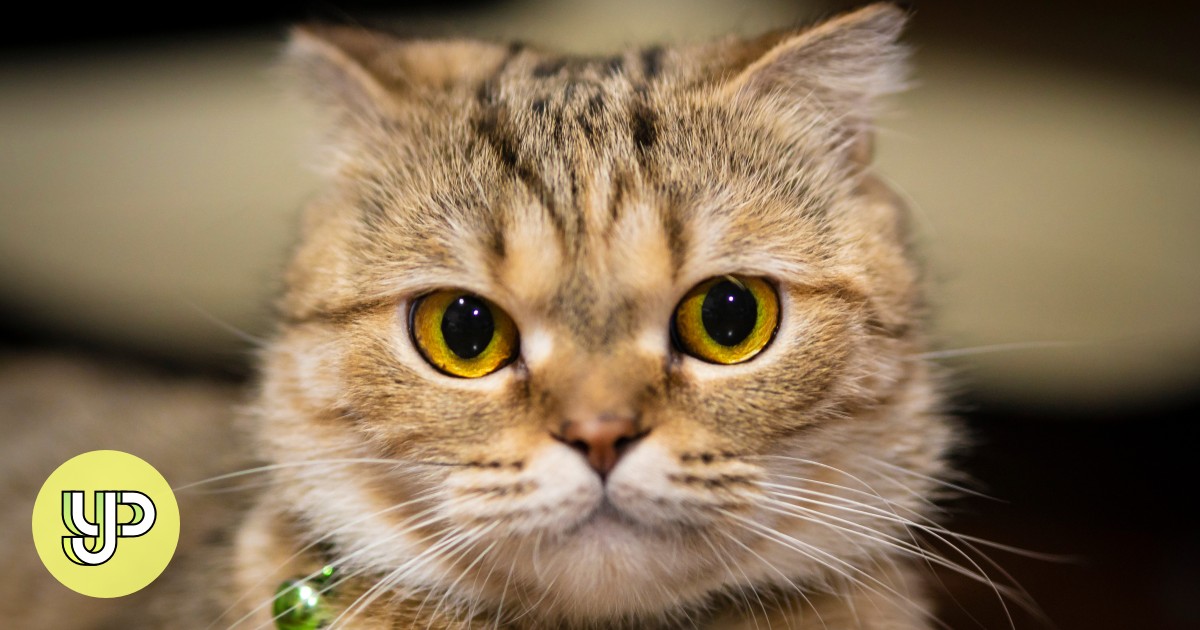 Cat got your tongue? Felineinspired Cantonese slang for all kinds of