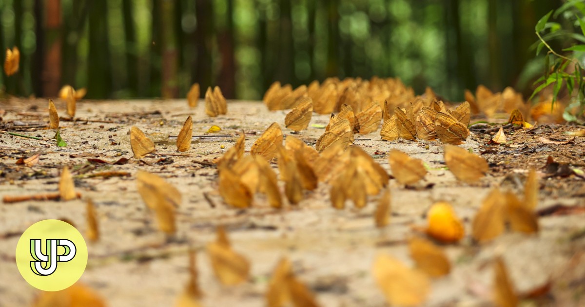 China’s rare ‘butterfly explosion’ at risk from ‘crazy’ tourism ...
