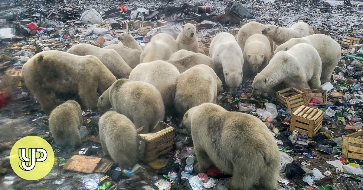Polar bears scavenge on rubbish, human food waste to cope with climate