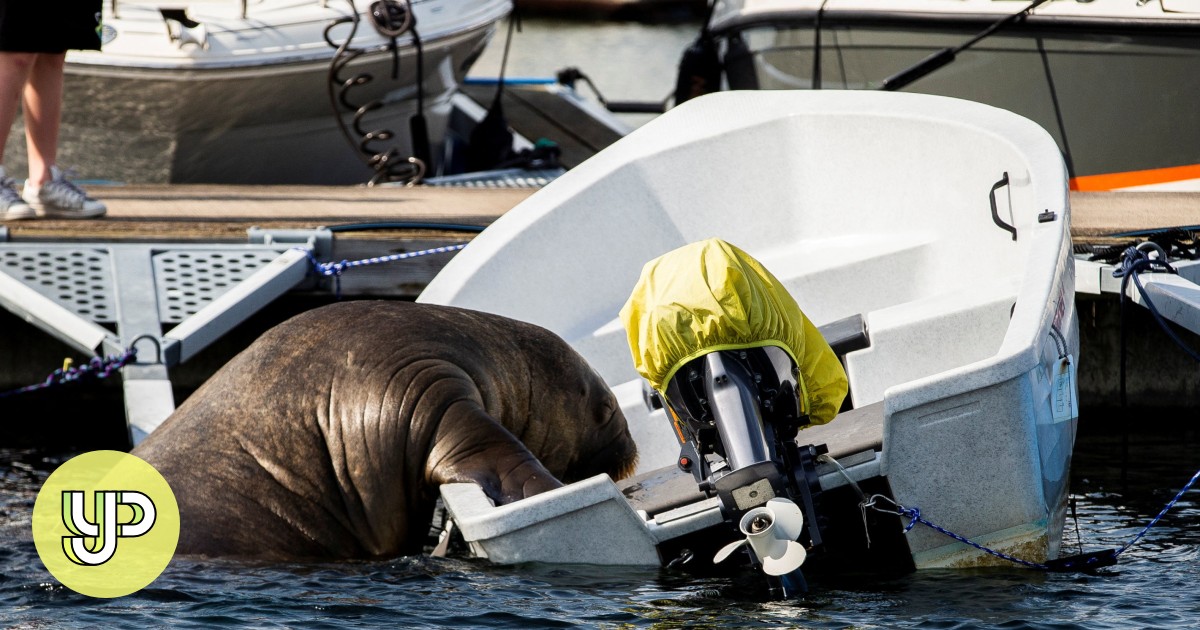 Meet Freya, the adorable 600kg walrus capturing hearts and sinking(00)