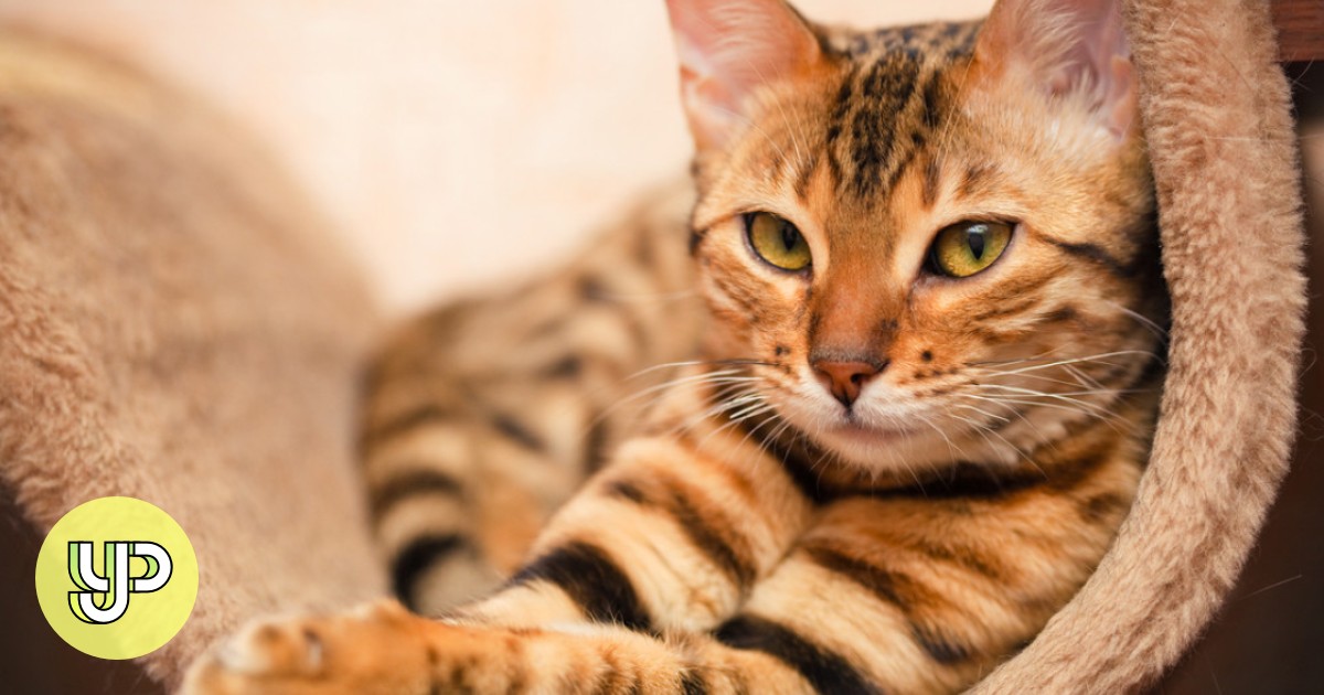 Miłośnicy kotów odpowiadają na deklarację polskiego instytutu, że koty to „obcy gatunek inwazyjny” – YP