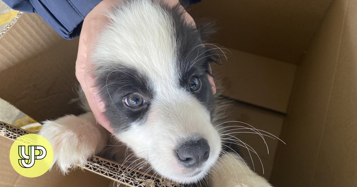 Hong Kong police and customs officers rescue 75 kittens and puppies from smugglers - Vimarsana News