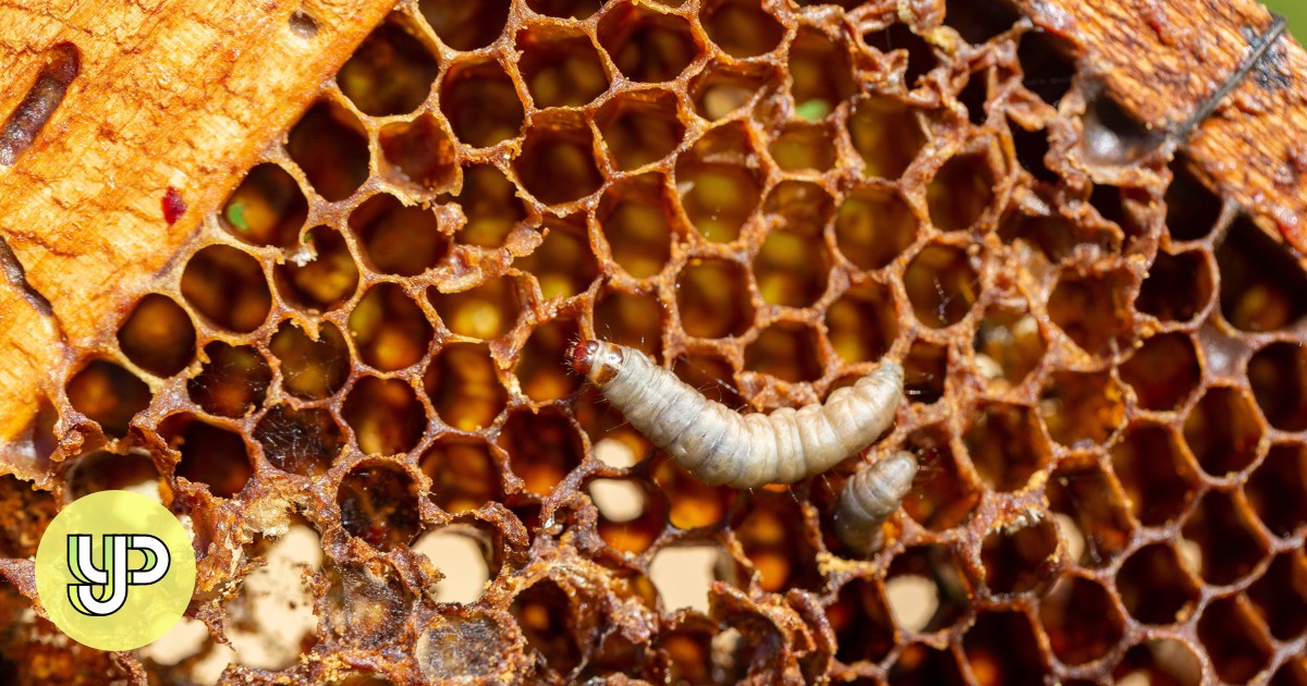 Plasticgobbling enzymes in wax worm spit offer slobbery solution to