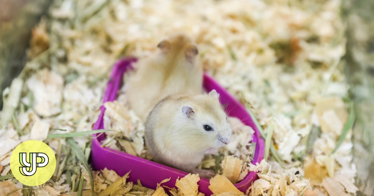 Coronavirus Hong Kong resumes hamster imports a year after ban and