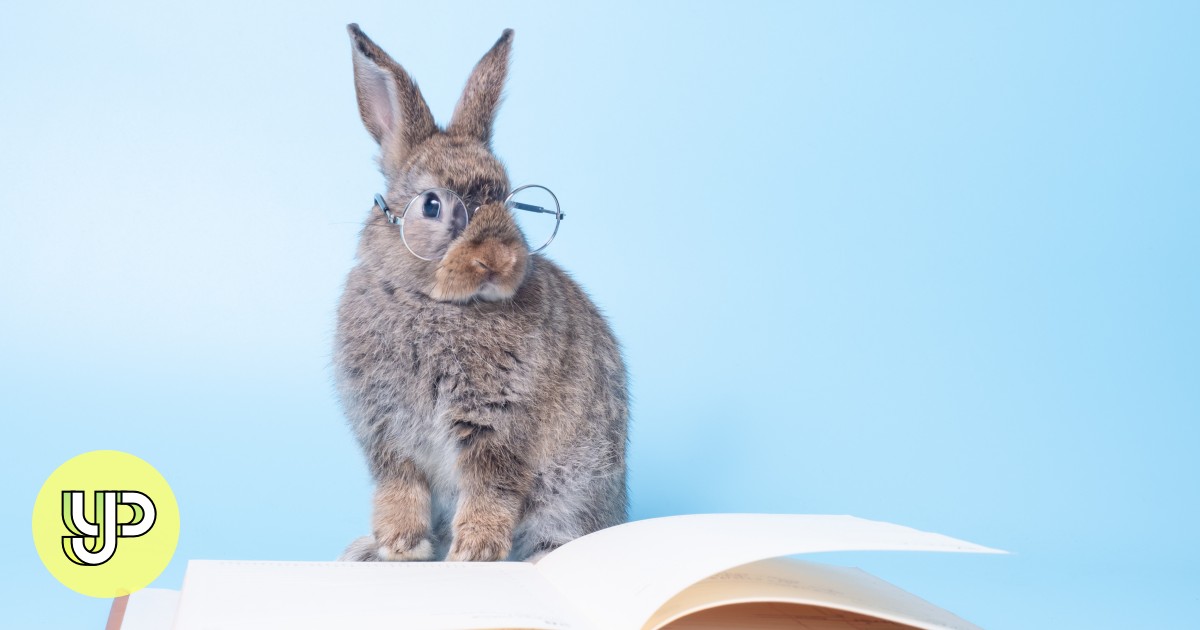 10 rabbit idioms to help your writing improve by leaps and bounds YP