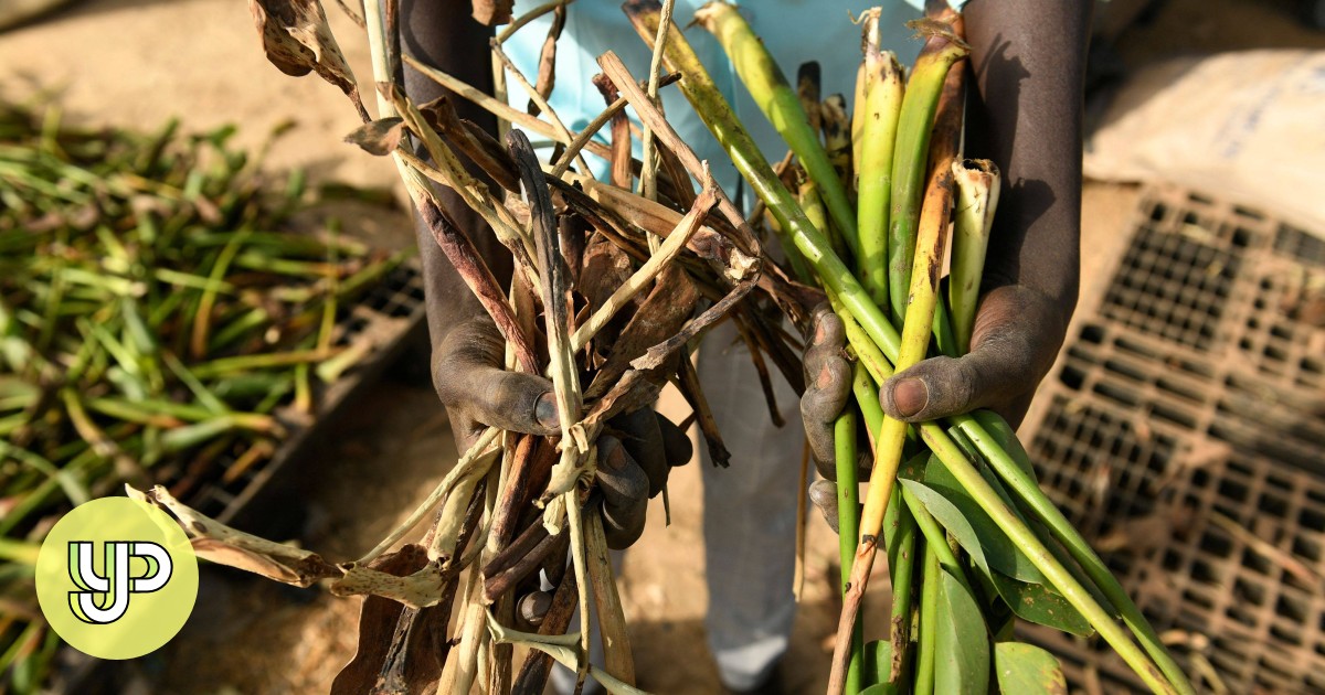 In flood-hit South Sudan, women harness the power of plants as climate change devastates the country - YP - Vimarsana News