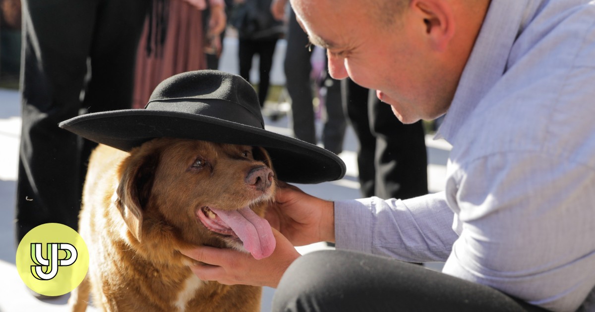 O cão mais velho do mundo, Bobi, celebra 31 anos com festa em Portugal – YP